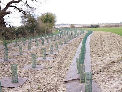 Ecotex™ 100 Biodegradable Tree Mats