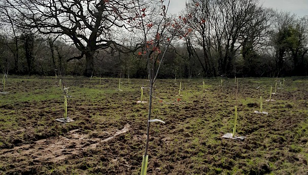 Ecotex™ 100 Biodegradable Tree Mats image image