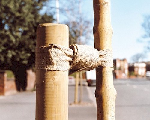 Jute Tree Ties