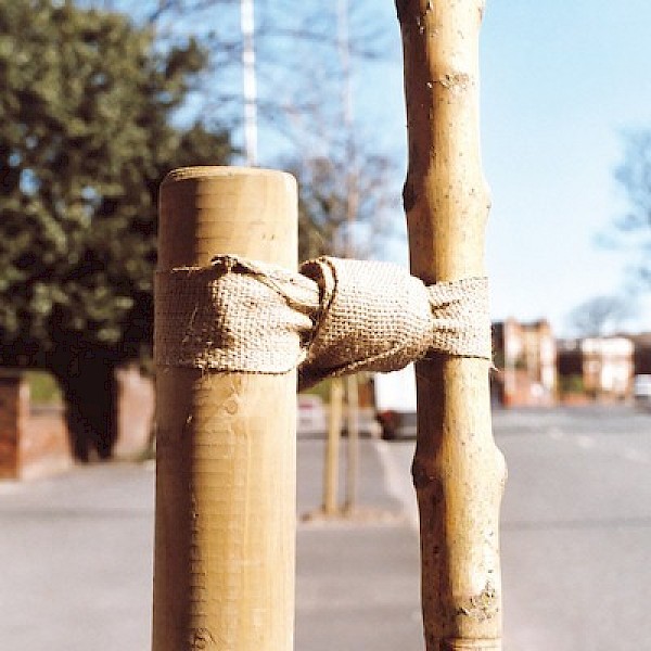 Jute Tree Ties