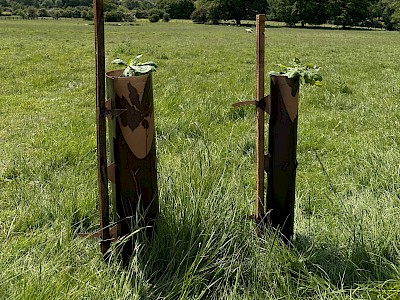 Eco-Haven™ Original - Biodegradable Tree, Shrub, Coppice & Vole Guards