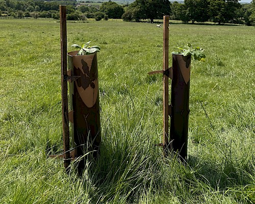 Eco-Haven™ Original - Biodegradable Tree, Shrub, Coppice & Vole Guards