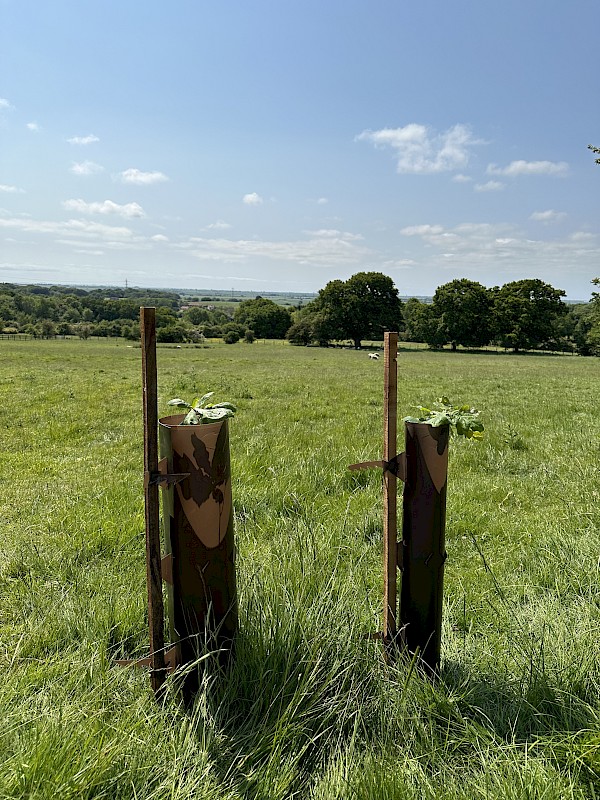 Eco-Haven™ Original - Biodegradable Tree, Shrub, Coppice & Vole Guards