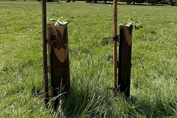 Eco-Haven™ Original - Biodegradable Tree, Shrub, Coppice & Vole Guards