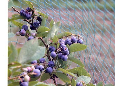 Bird Nets