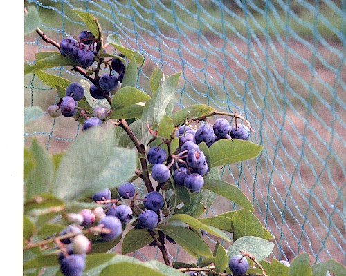 Bird Nets