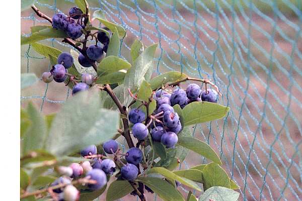 Bird Nets