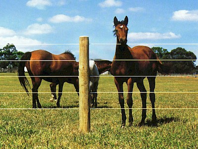 Bayco® Equine - Horse Sight Fence