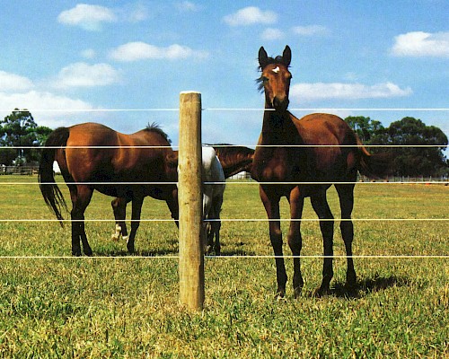 Bayco® Equine - Horse Sight Fence