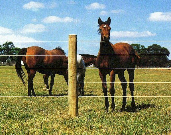 Bayco® Equine - Horse Sight Fence