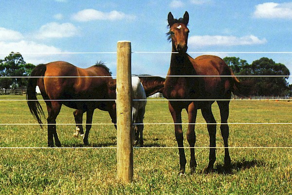 Bayco® Equine - Horse Sight Fence