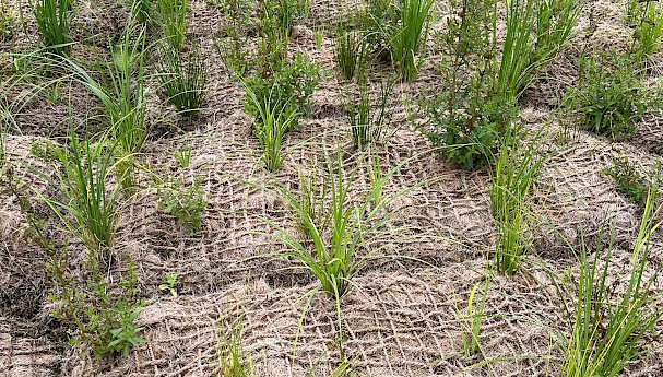 CoirPallet and Sods image image