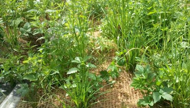 Coir Pre-Planted Pallet image