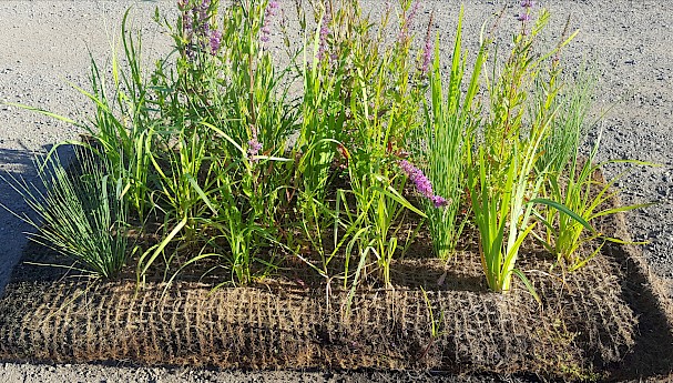 Coir Pre-Planted Pallet image