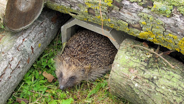 ACO Wildlife Hedgehog tunnel image