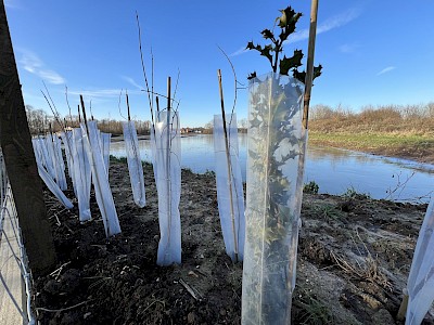 Eco-Haven™ Sleeve - Biodegradable Hedge, Vine & Tree Guards