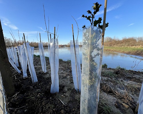 Eco-Haven™ Sleeve - Biodegradable Hedge, Vine & Tree Guards