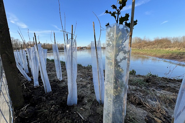 Eco-Haven™ Sleeve - Biodegradable Hedge, Vine & Tree Guards