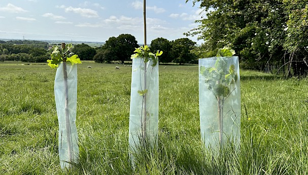 Eco-Haven Sleeve Biodegradable Hedge Tree and Shrub Guards Hy-Tex UK Ltd image