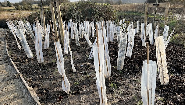 Eco-Haven™ Sleeve - Biodegradable Hedge, Vine & Tree Guards image image